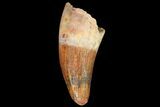Fossil Crocodile (Elosuchus) Tooth - Morocco #81041-1